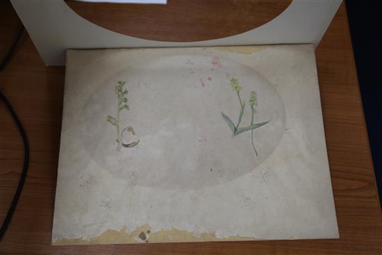 Attributed to Beatrix Potter (1866-1943) Studies of wild flowers, ovals, 6 x 8.75in.